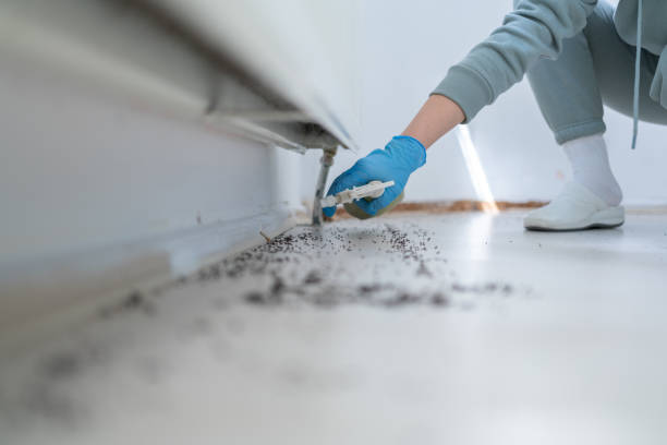 Best Termite Control Services  in Ravenna, MI